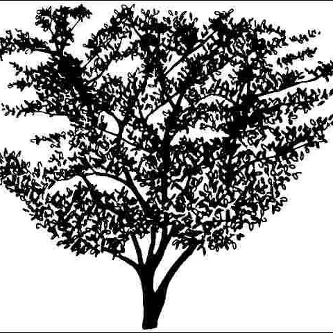 thumbnail for publication: Crataegus x lavallei: Lavalle Hawthorn
